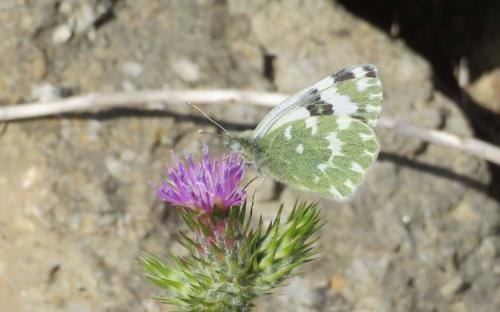 Réf. 283 209 : Pontia daplidice