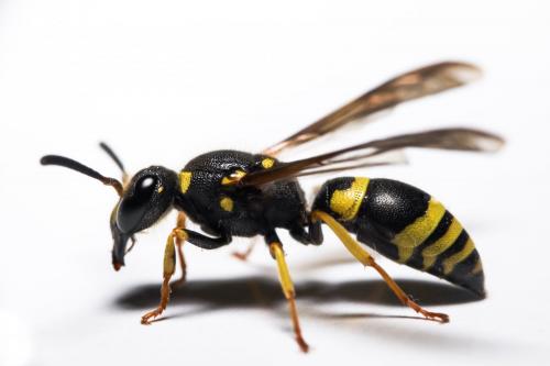 Réf. 283 015 : Ancistrocerus nigricornis