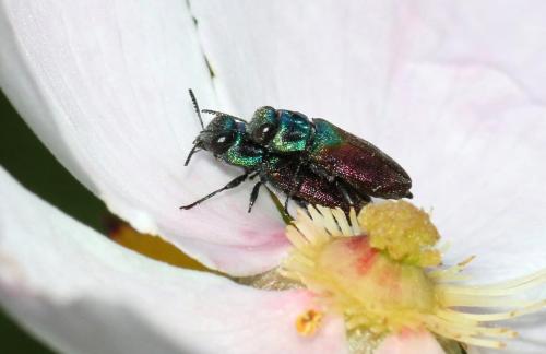 Anthaxia sp.
