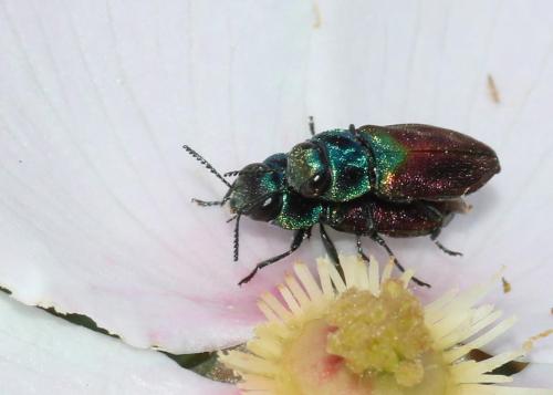 Réf. 283 365 : Anthaxia sp.