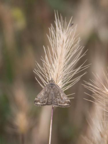 Loxostege sticticalis