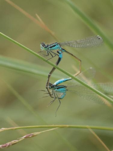 Ischnura elegans