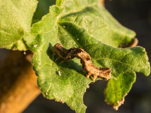 Réf. 283 157 : Acontia lucida