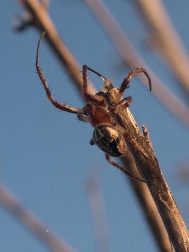Réf. 283 156 : Larinioides (cornutus-suspicax)