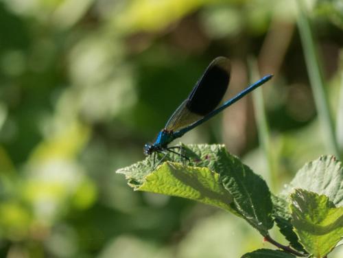 Calopteryx splendens