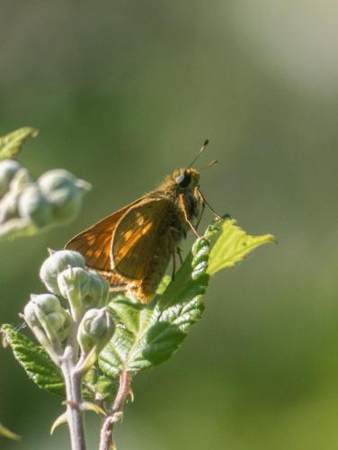 Ochlodes sylvanus