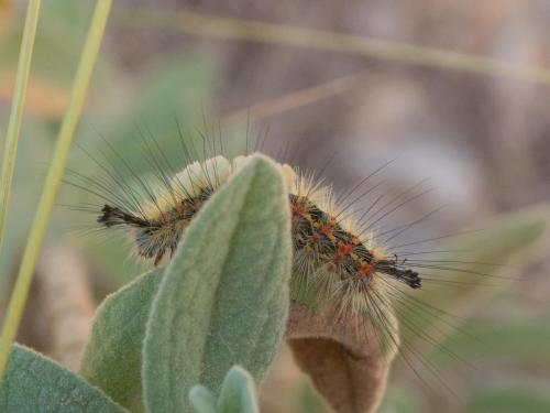 Réf. 283 334 : Orgyia trigotephras