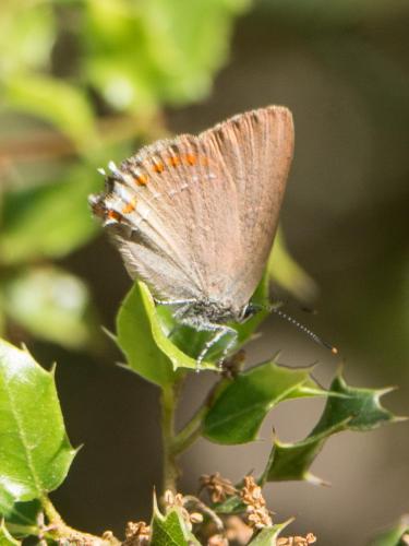 Réf. 283 437 : Satyrium esculi