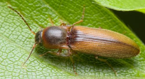 Dalopius marginatus