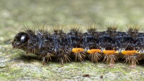 Eilema lurideola