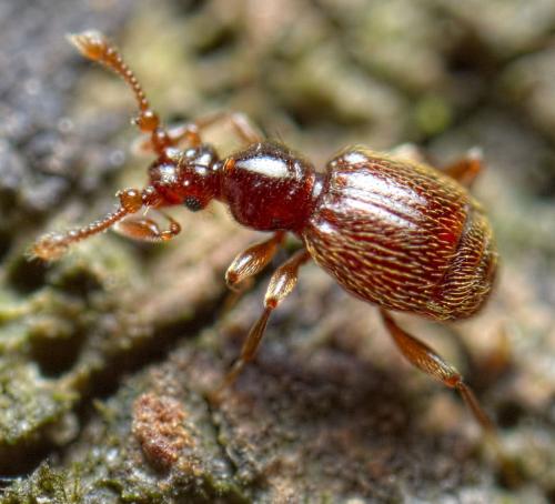 Réf. 283 176 : Bryaxis curtisii