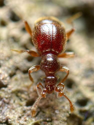 Réf. 283 177 : Bryaxis curtisii
