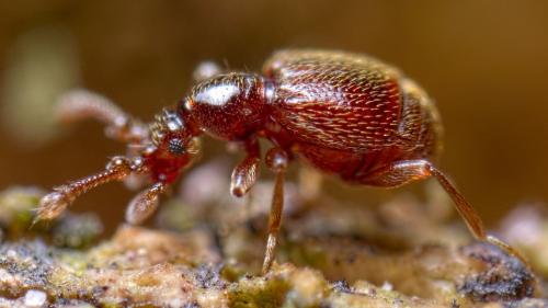Réf. 283 178 : Bryaxis curtisii