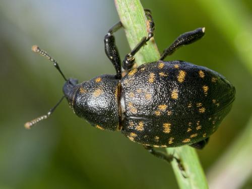 Liparus germanus