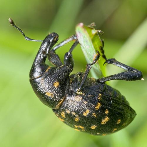 Liparus germanus