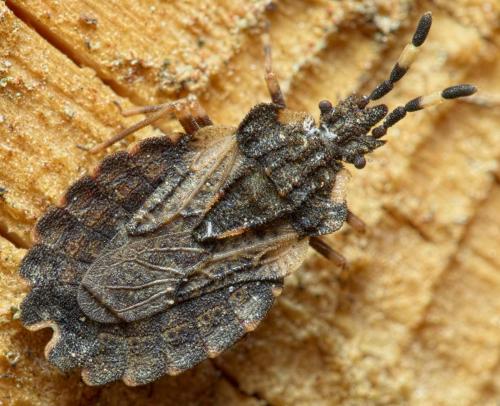 Aradus versicolor