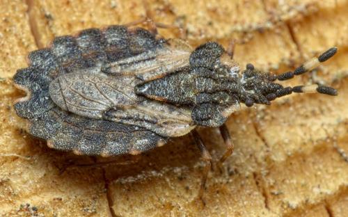 Aradus versicolor