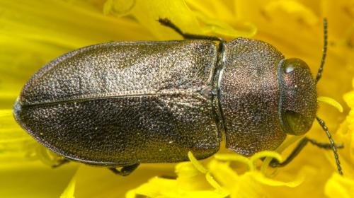 Anthaxia helvetica
