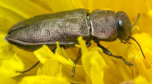 Anthaxia helvetica