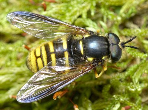 Réf. 283 522 : Chrysotoxum fasciolatum