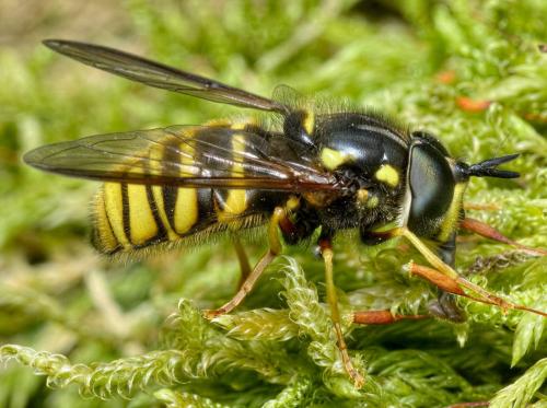 Réf. 283 521 : Chrysotoxum fasciolatum