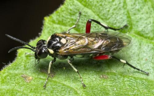 Réf. 283 127 : Macrophya punctumalbum