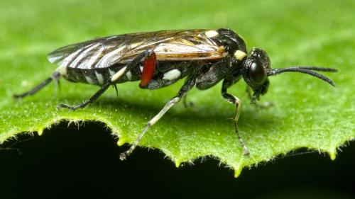 Réf. 283 126 : Macrophya punctumalbum