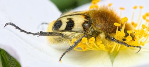 Réf. 283 969 : Trichius fasciatus