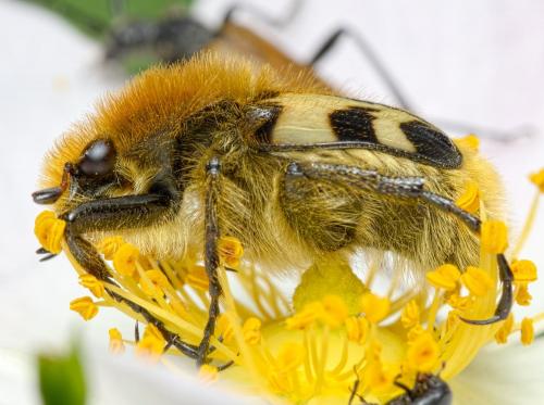 Trichius fasciatus