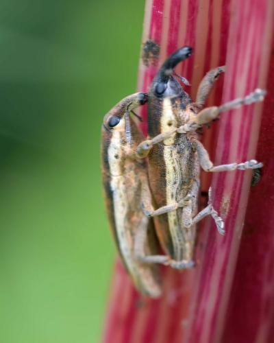 Réf. 283 479 : Lixus sp.