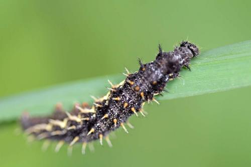 Vanessa atalanta