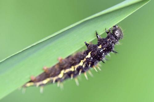 Vanessa atalanta