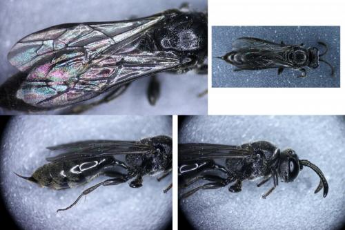 Réf. 283 759 : Psenulus fuscipennis