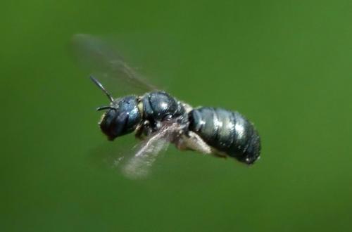 Ceratina sp.