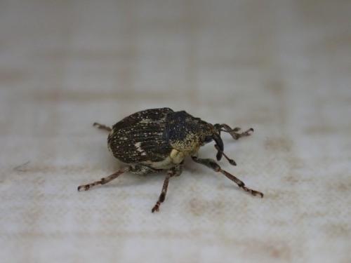 Réf. 283 497 : Nedyus quadrimaculatus
