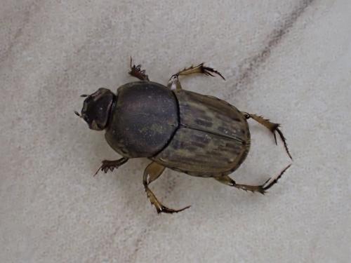 Réf. 283 501 : Euoniticellus fulvus