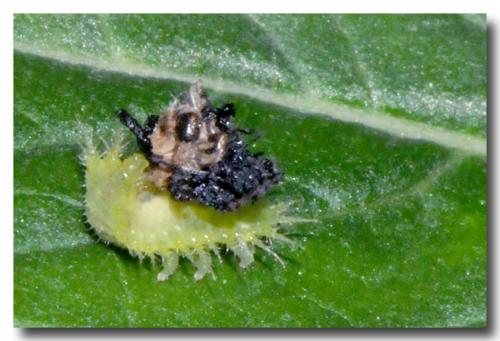 Réf. 283 559 : Cassida sp.