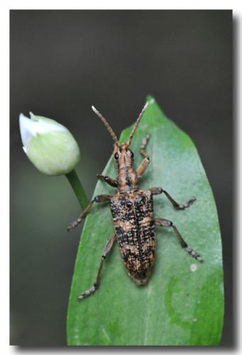 Réf. 283 972 : Rhagium sycophanta