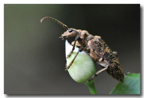 Rhagium sycophanta