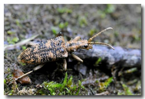 Réf. 283 975 : Rhagium sycophanta