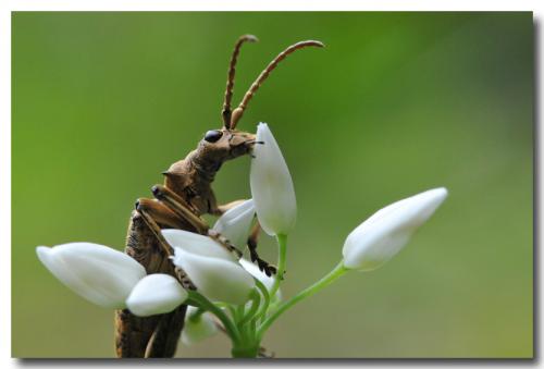 Réf. 283 974 : Rhagium sycophanta