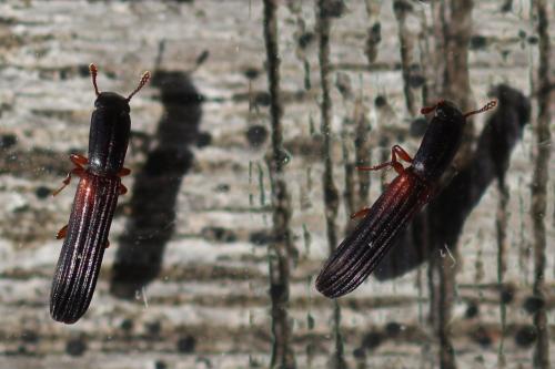 Réf. 283 909 : Colydium filiforme