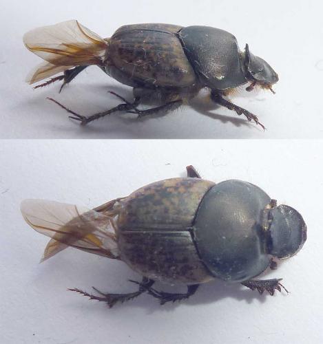 Réf. 283 992 : Onthophagus medius