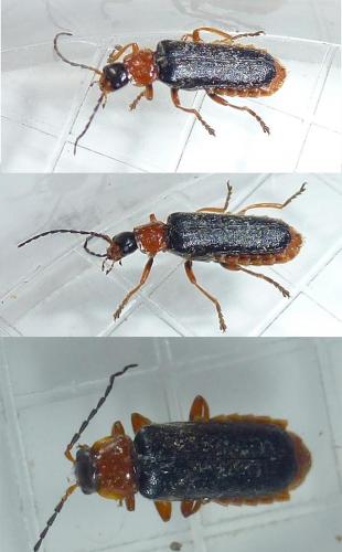 Cantharis flavilabris