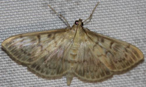 Réf. 283 313 : Pleuroptya ruralis