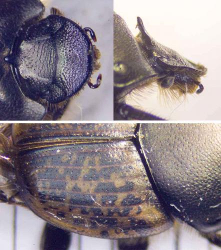 Réf. 283 993 : Onthophagus medius