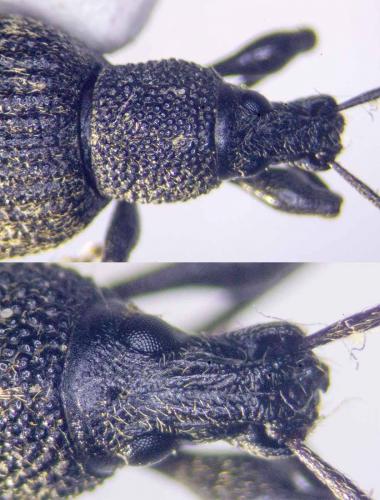 Otiorhynchus sulcatus