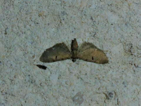 Réf. 283 965 : Eupithecia assimilata