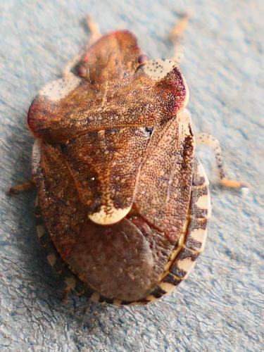 Dyroderes umbraculatus