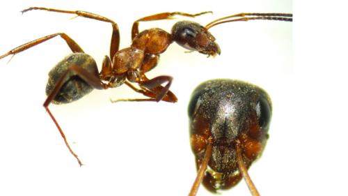 Réf. 283 601 : Formica (clara-rufibarbis)